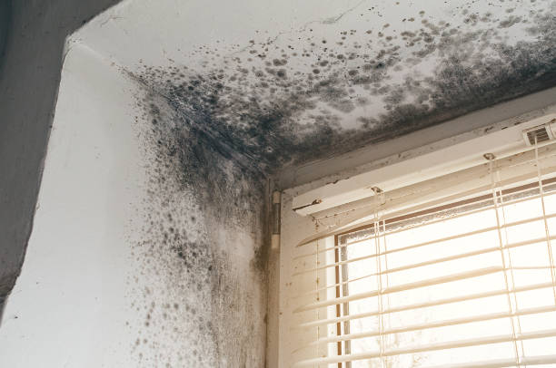 Affordable Attic Mold Remediation solutions in West Point, NY